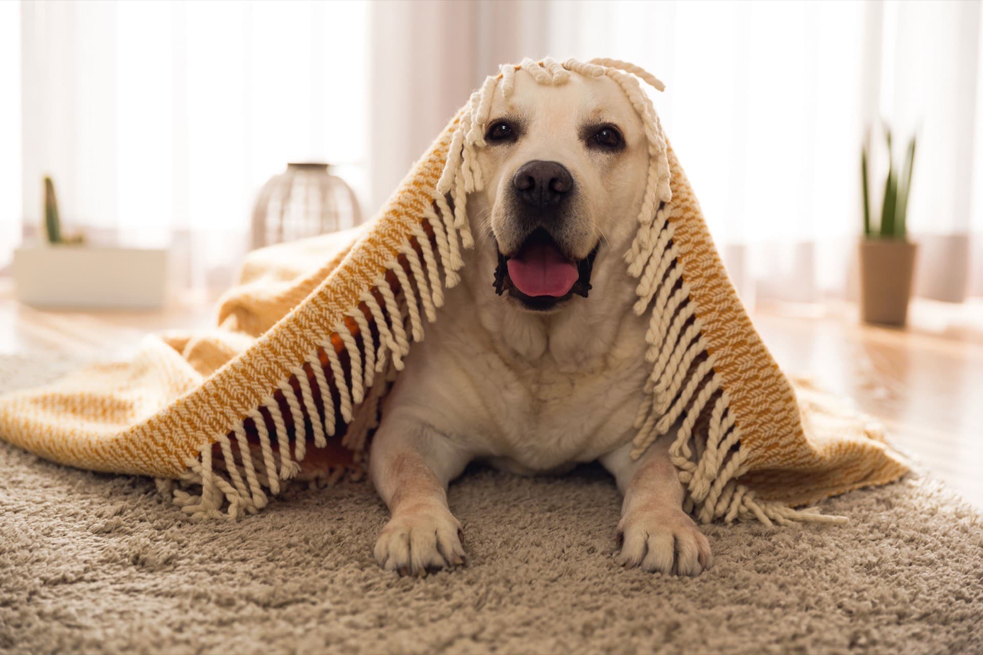 Copper, the JBL Mechanical mascot, cozy under a blanket in a comfortable home
